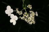 Hydrangea paniculata 'Kyushu' RCP7-10 169.jpg